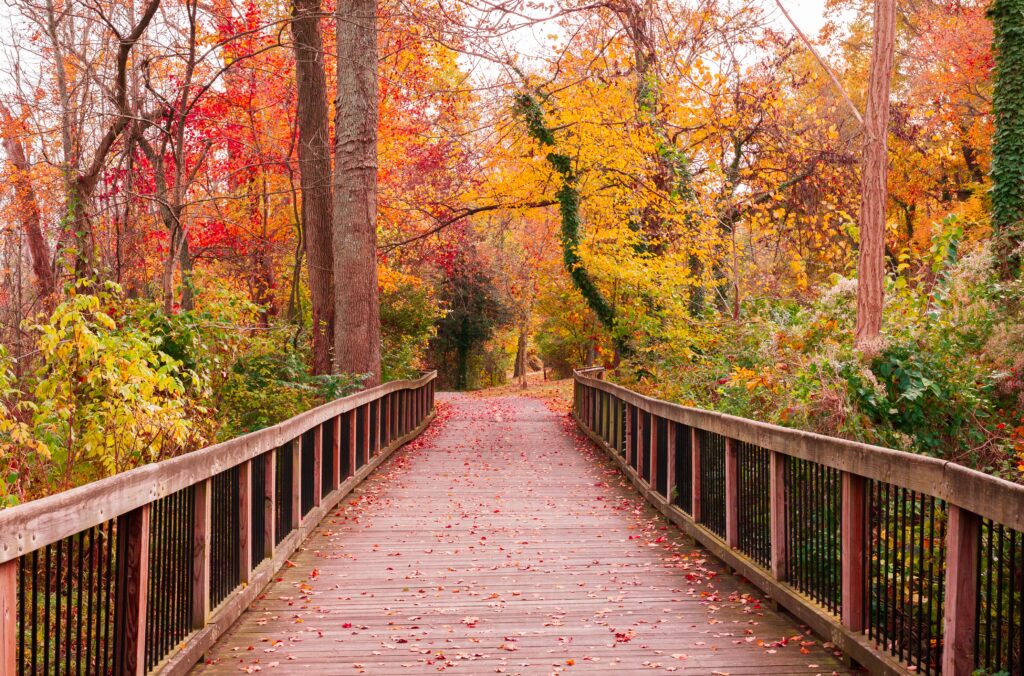 Bridge