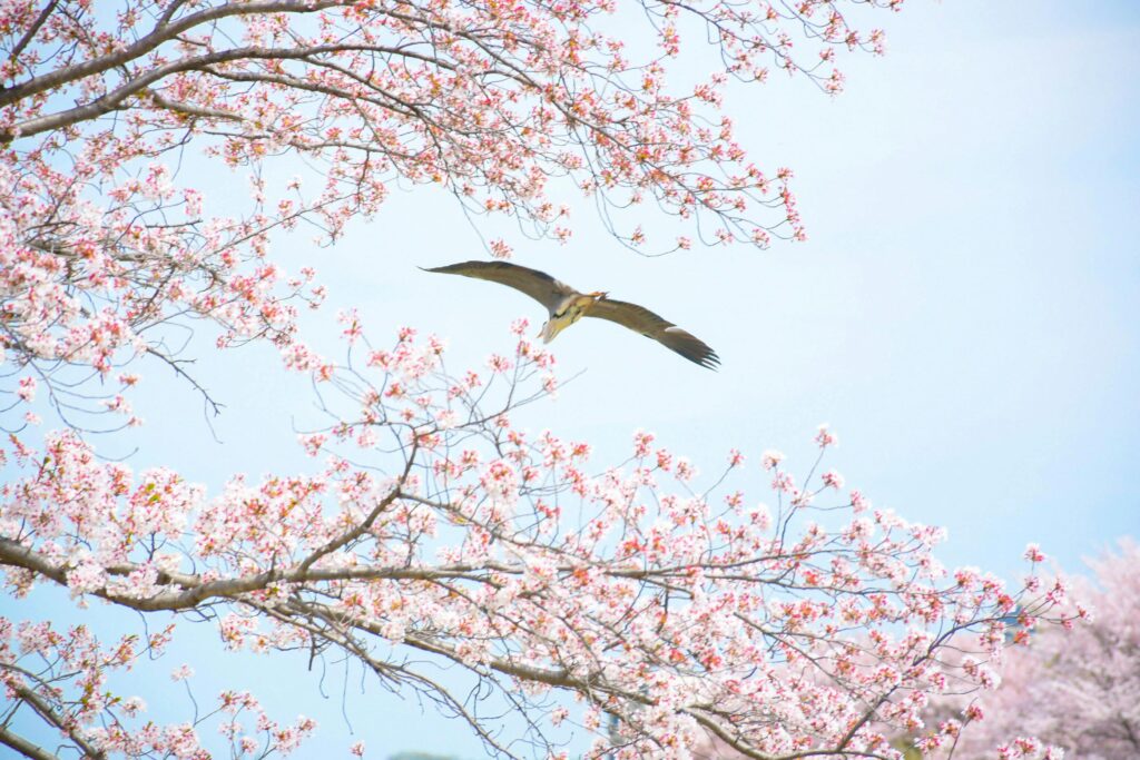 Eagle fly freely