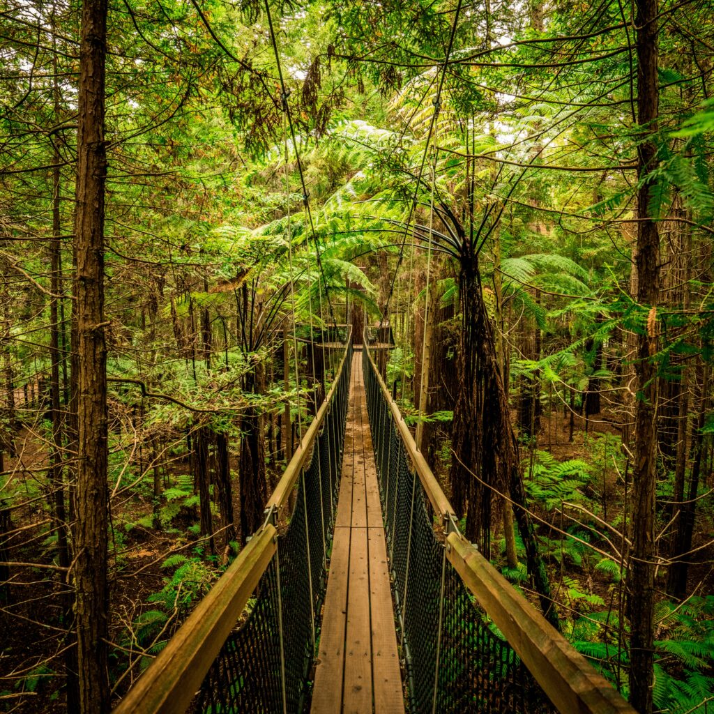 Bridge